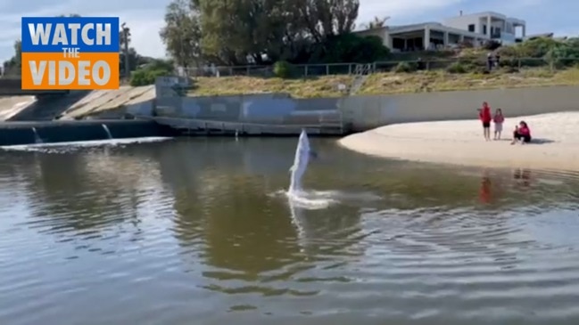 Dolphin antics at West Beach