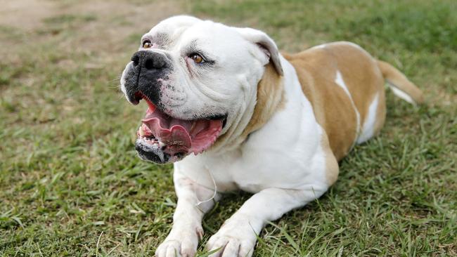 Clarke the American Bulldog, pictured at the Dakabin RSPCA, was abandoned in the Caboolture area last year. Picture: AAP Image/Josh Woning