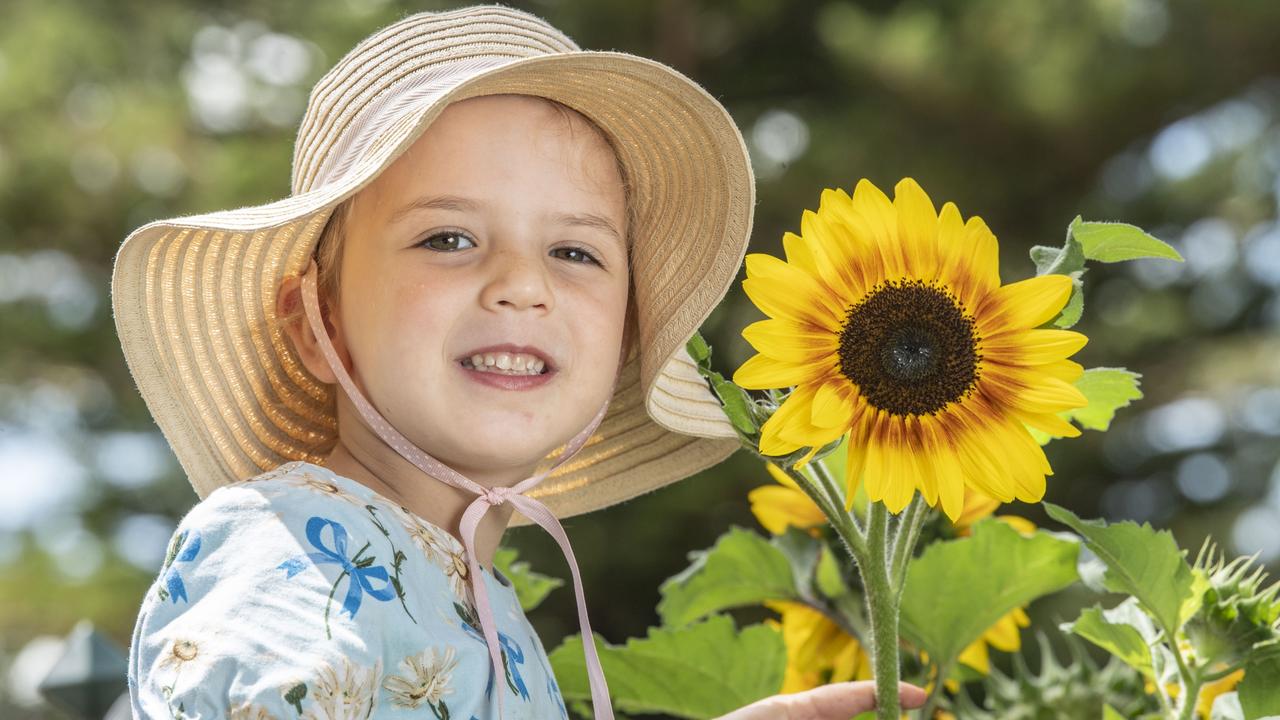 4 year old Thea Kraschnefski checks out the sunflowers at Picnic Point. Thursday, February 17, 2022. Picture: Nev Madsen.