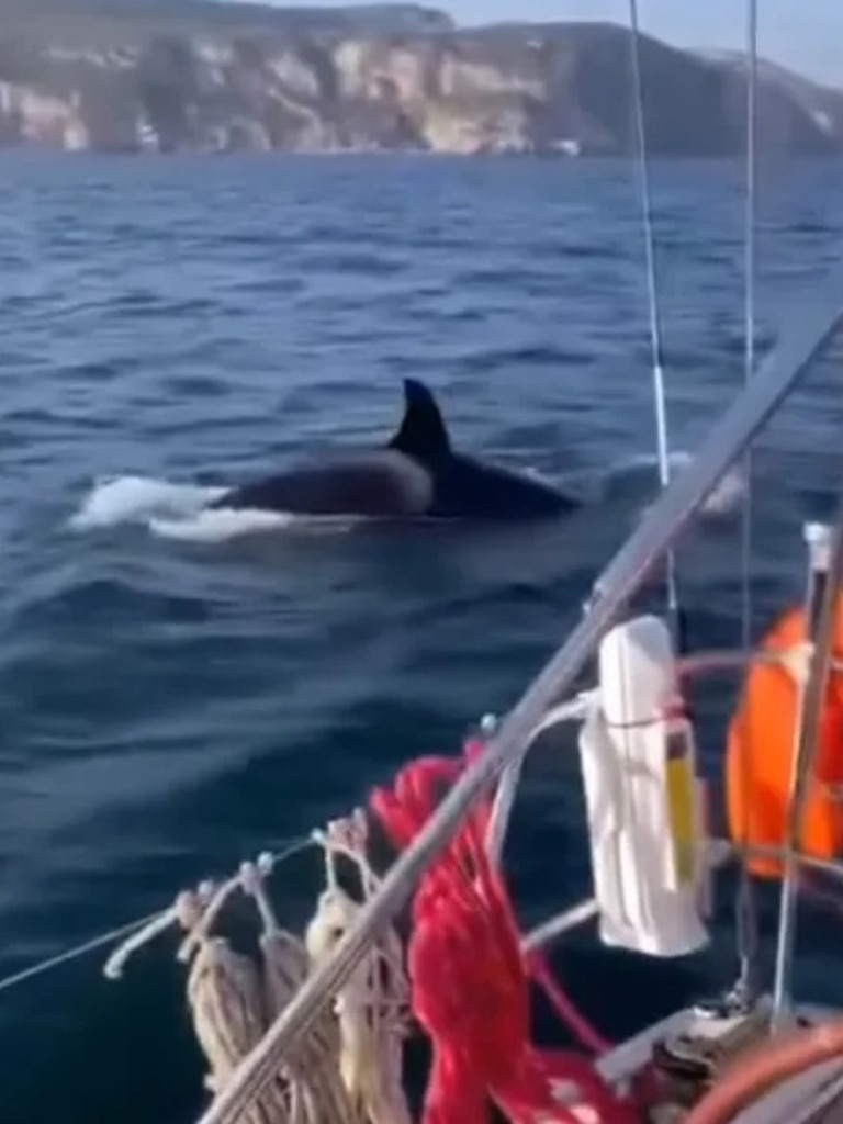 Another yacht sinks as a result of a pod of killer whales on the attack ...