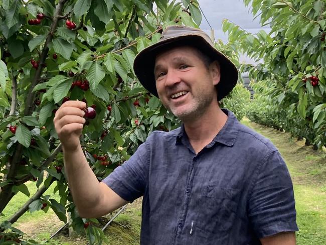 Gardening guru Tino Carnevale with cherries at the orchard he manages at Port Arthur. For TasWeekend. Picture: Joi Heald