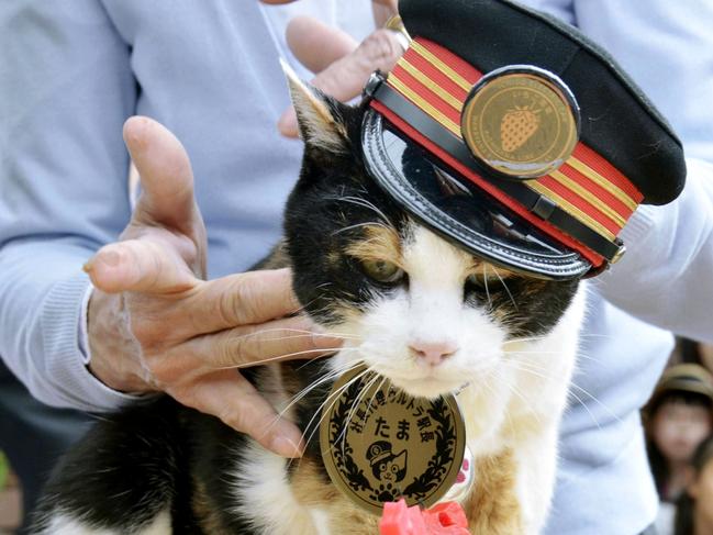 In this April 29, 2015 photo, Tama, a cat stationmaster, Japan’s feline star of a struggling local railway, receives a birthday cake on her 16th birthday in Kinokawa, Wakayama Prefecture, western Japan. Tama was mourned by company officials and fans and elevated into a goddess at a funeral Sunday, June 28, 2015. Tama died of a heart failure on June 22. (Kyodo News via AP) JAPAN OUT, MANDATORY CREDIT