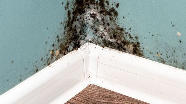 Mould in the home. Picture Instagram.JPG