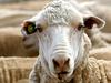 Govt moves on livestock funds, sidelining farmers