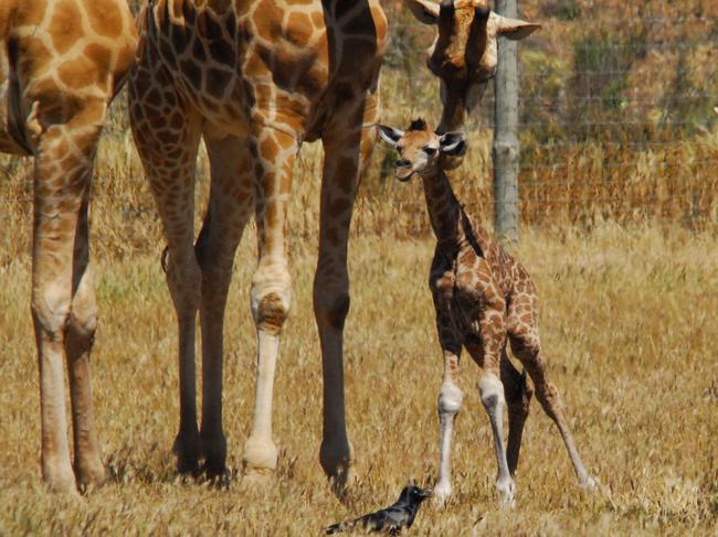 The new giraffe calf is the 48th one born at Monarto. Picture: Zoos SA