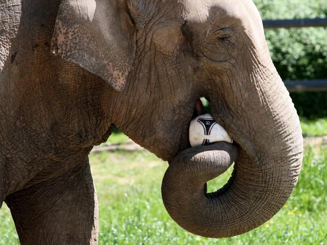Elephant 'Citta' from the Krakow zoo.