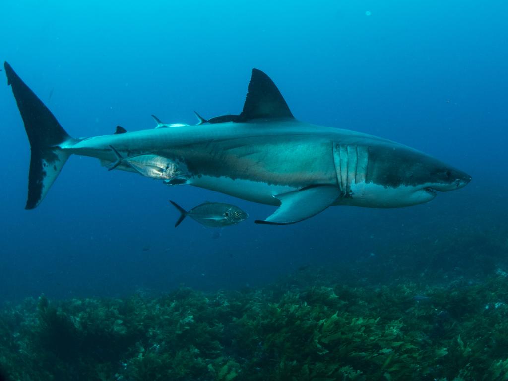 Down time: A great white cruises the bottom. Picture: Andrew Fox 