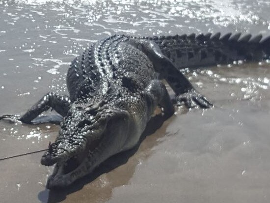 crocodile washed up on Bali beach