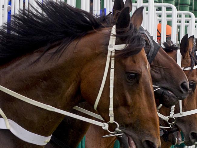 Generic race start, horses jump from the barriers during the races  at Rosehill Gardens. Pic Jenny Evans