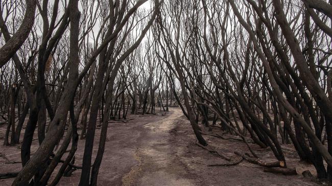 Forest near Mallacoota. Picture: Nic Walker