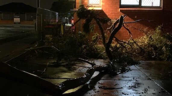 A fallen tree at the Family Medical Practice, Plympton Park, this evening. Picture: Naomi Jellicoe