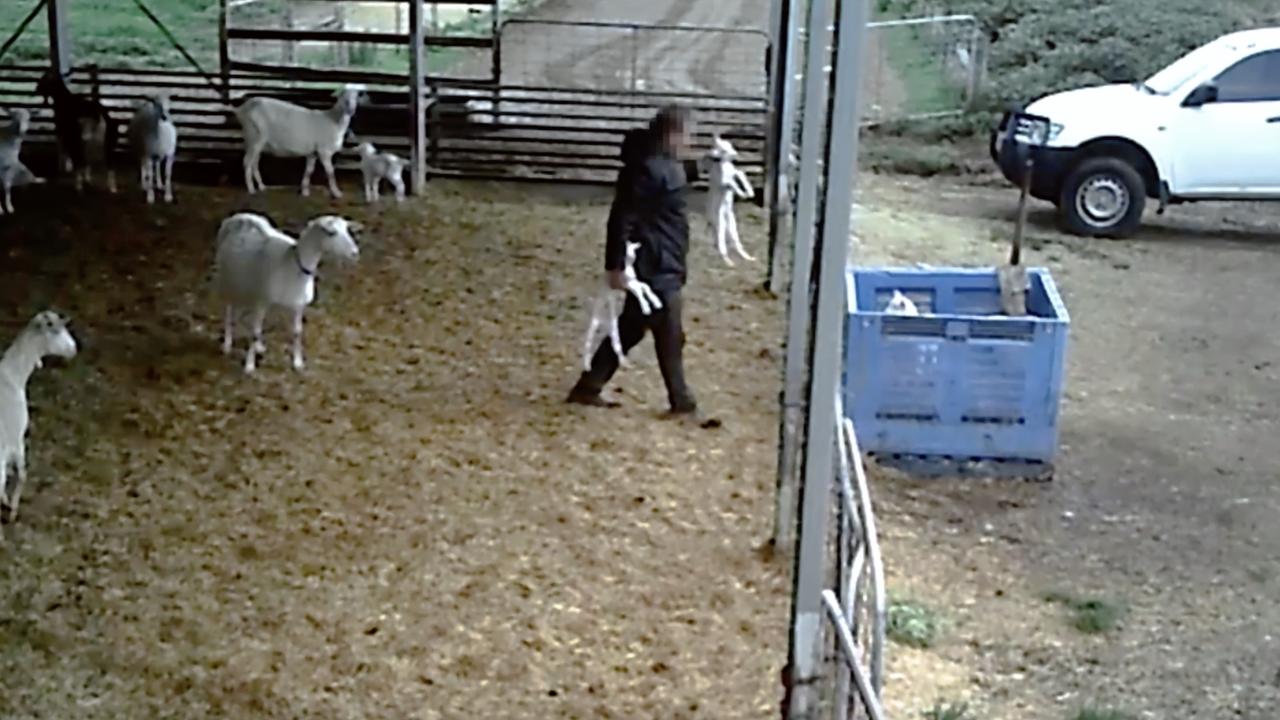 Newborn goats are plucked from the enclosure while their panicked mothers look on.