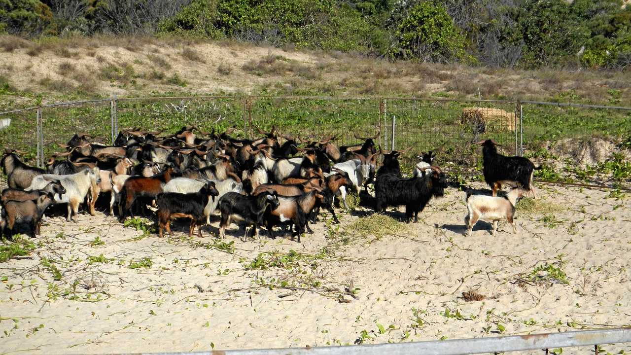 Some of the feral goats removed from Great Keppel Island.Photo contributed. Picture: Photo contributed ROK290716goats