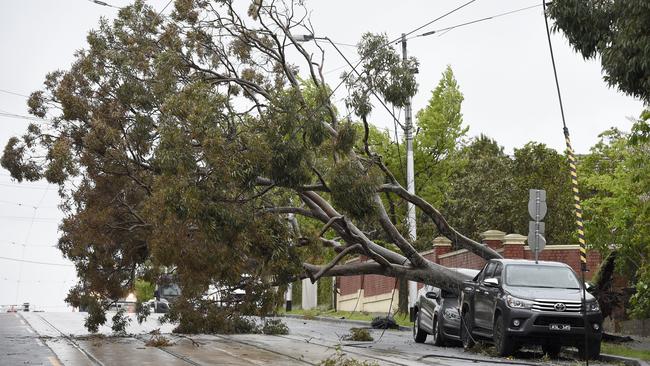 A fallen tree on Glenferrie Rd in Hawthorn. Picture: Andrew Henshaw