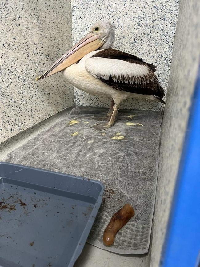 A wild Townsville pelican was bought into Greencross Hyde Park vet in November 2022 and it regurgitated a dildo.