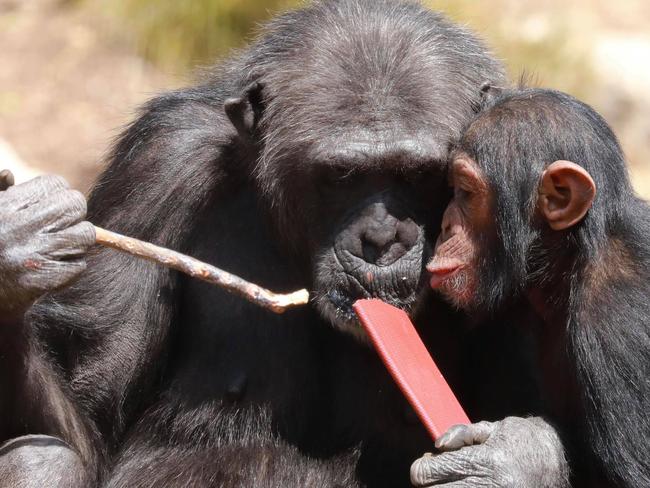 Chimpanzee mum and daughter Hannah and Hope at Monarto Safari Park . Picture: Leighton Cassebohm