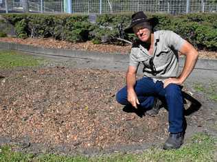 CHOPPED: Mike Johnson of Landcare Bundaberg said the firewheel tree was planted in 1946. Picture: Geordi Offord