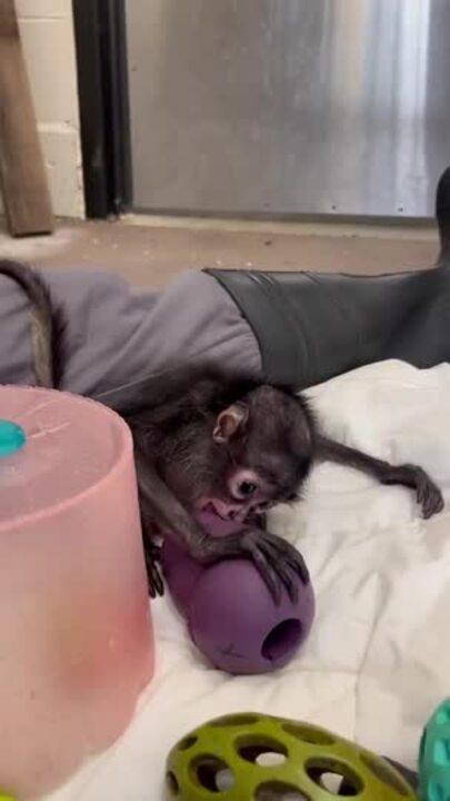 Malnourished Spider Monkey Recovering After Being Rescued From Rolls Royce Stopped in Suspected DUI