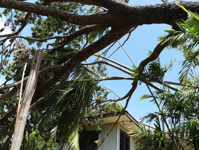 A fallen tree that narrowly missed a house in Nightcliff during Cyclone Marcus. Picture: Keri Megelus