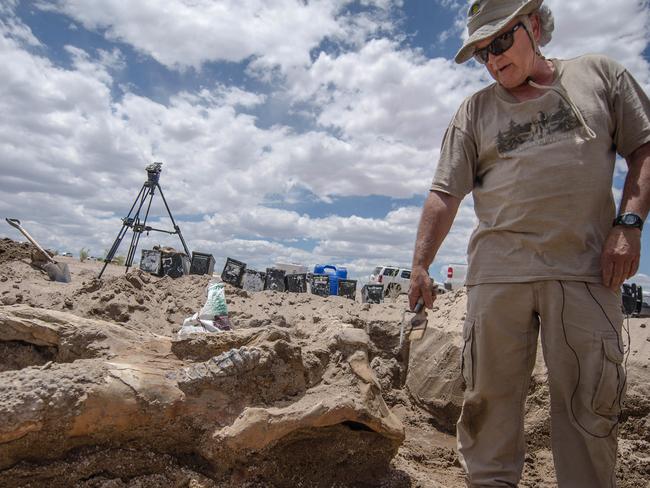 Paleontologist Gary Morgan stands Thursday, June 12, 2014, over a the fossil of a stegomastodon skull discovered in a remote area of Elephant Butte State Park, N.M., this week. Once the fossil is completely unearthed, it will be transported to Albuquerque, N.M. (AP Photo/Albuquerque Journal, Roberto Rosales)