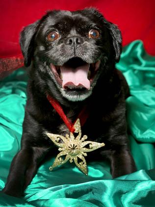 12 Strays of Christmas - Save-a-Dog Ò MiuÓ Black and white Pug X - 10 years old, house trained, very good natured, again would make a good family dog.