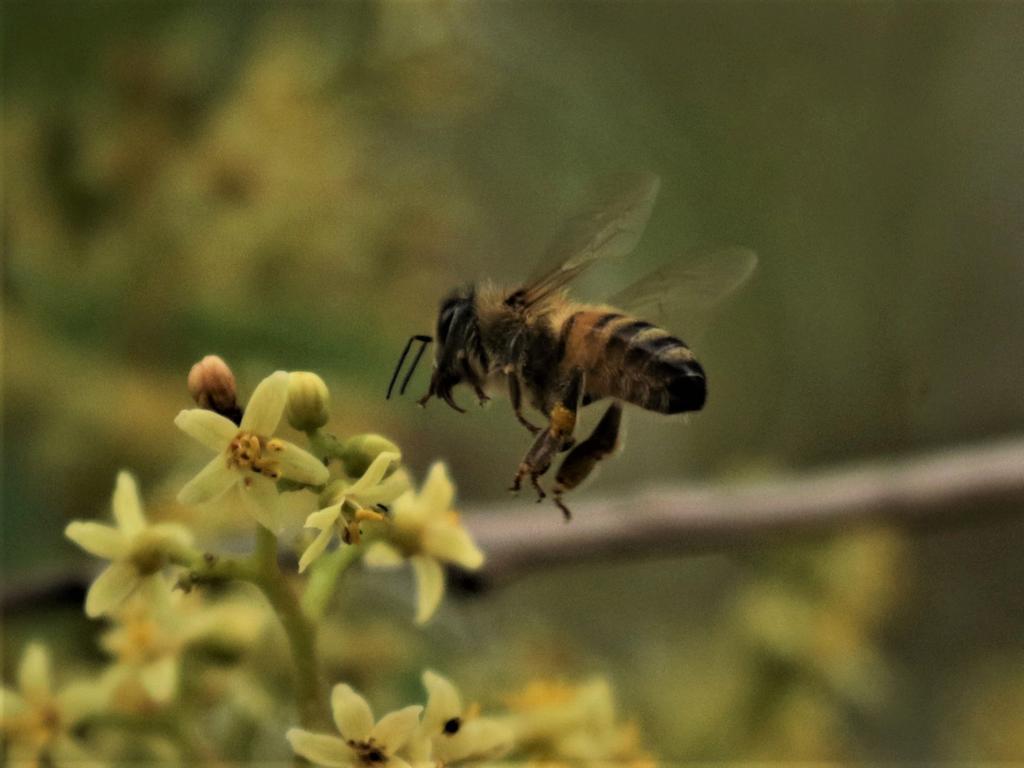 If you have flowering native trees, bees will find them to pollinate.