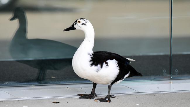 Townsville Honda was surprised when a duck showed up at their dealership. Staff fed and watered the duck and nicknamed him Jazzy. Picture: Alix Sweeney