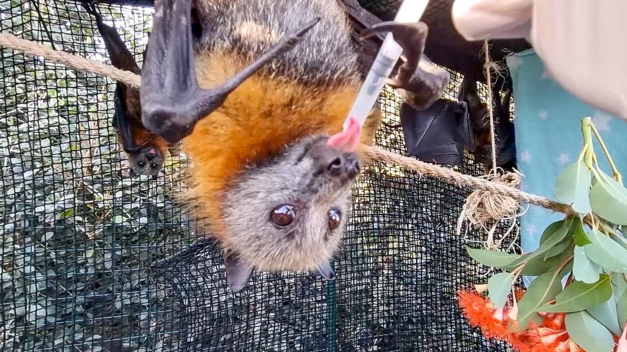 The flying fox gets some special attention as she recovers from her surgery and prepares to be released back into the wild. Picture: Zoos Victoria