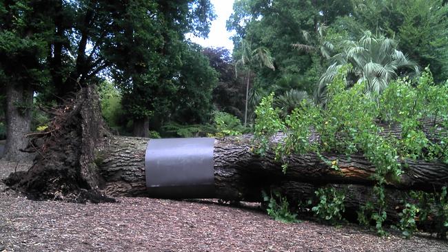 A fallen tree in the Fitzroy Gardens, wrapped in a metal sheet.