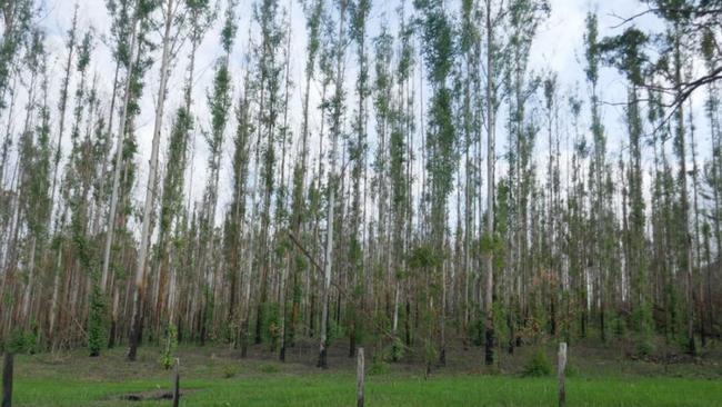 This 138ha property on Hilderbrands Road at Kyogle has a 26ha hardwood plantation.