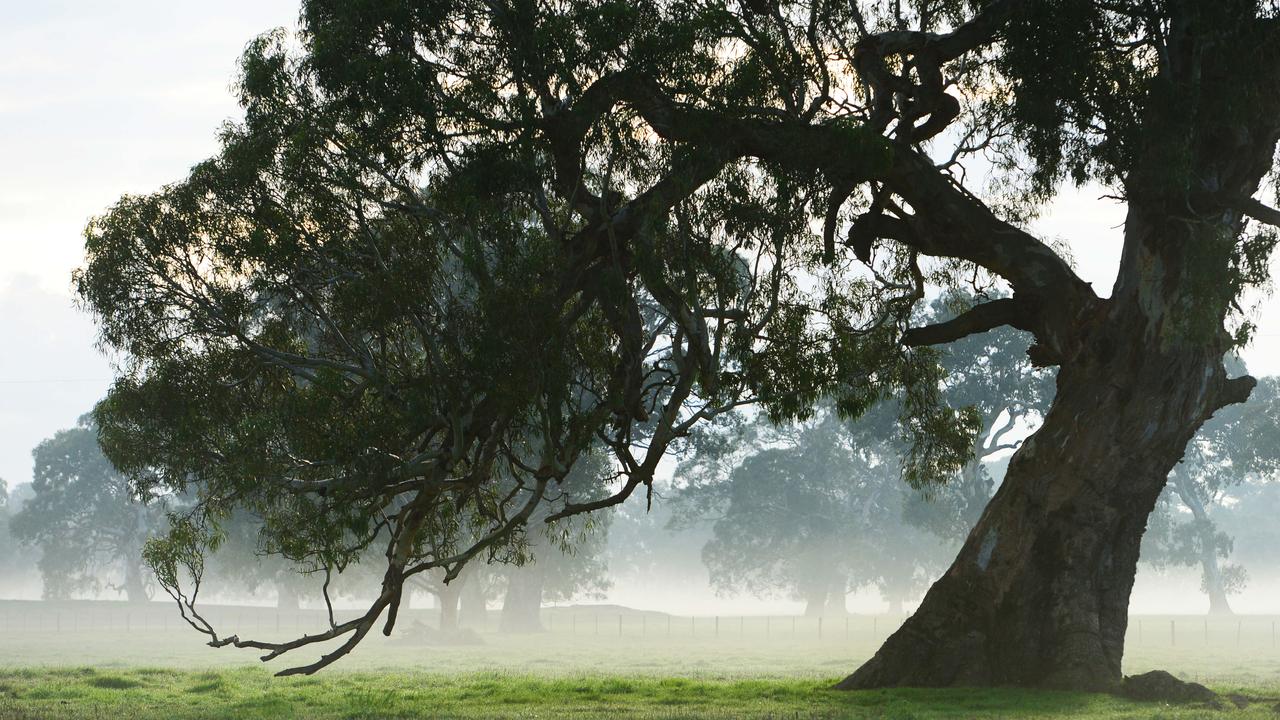 Darebin Council will require property owners to get permission to cut down trees of a certain size.