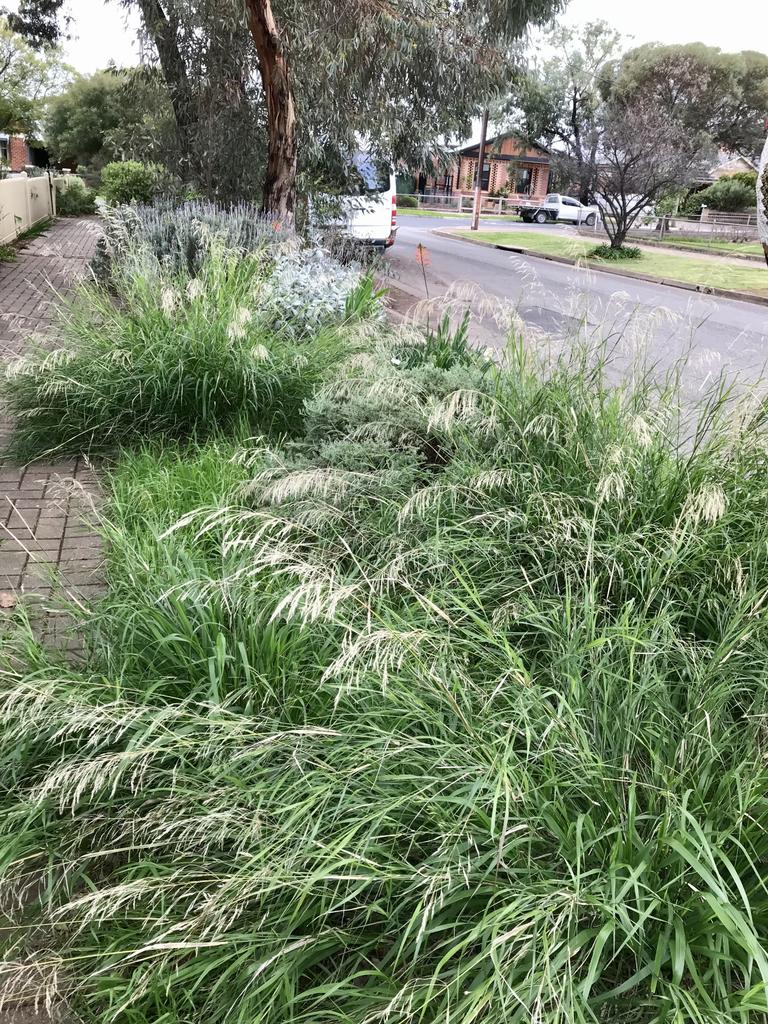 Using native grasses under the existing street Eucalypts has softened this streetscape and created a lovely naturalistic verge. The grasses move beautifully in the wind and you could be forgiven for thinking you are out in the country. This one is towards the end of Thomas St, St Morris heading towards 7th Ave. Verges Alive. Picture: Jill Woodlands