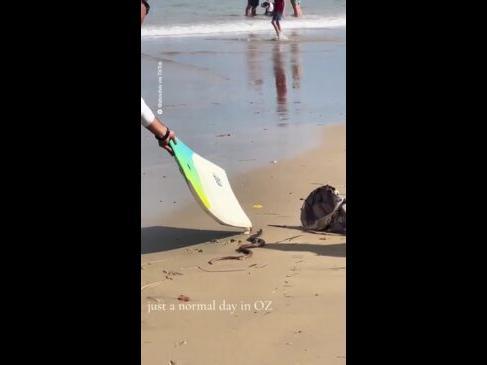 QLD lifeguard uses a bodyboard to remove brown snake from beach