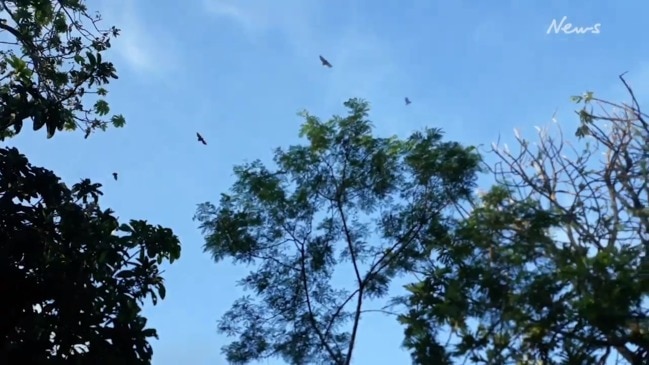 Ingham launch operation to remove flying fox roost