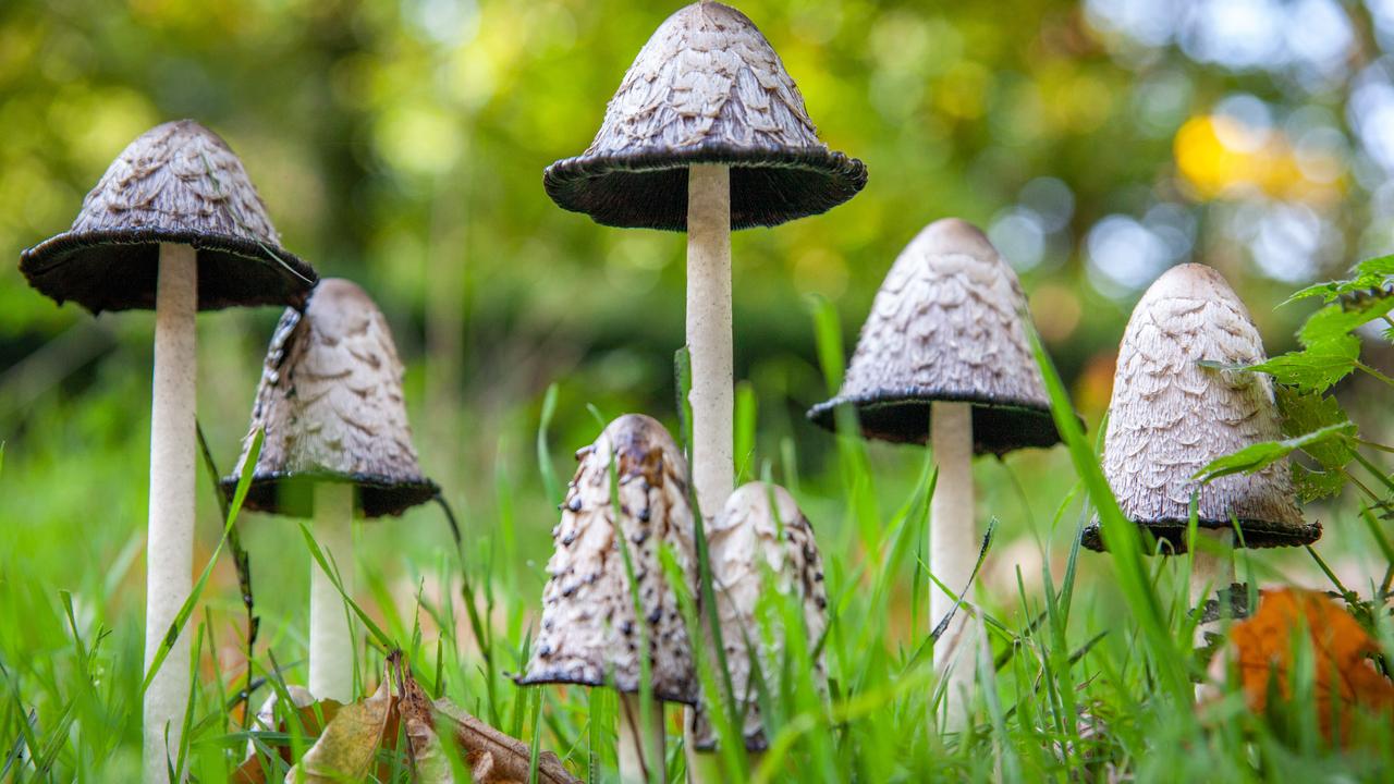 Many advocate for the health benefits of magic mushrooms. Picture: Paul Ewart