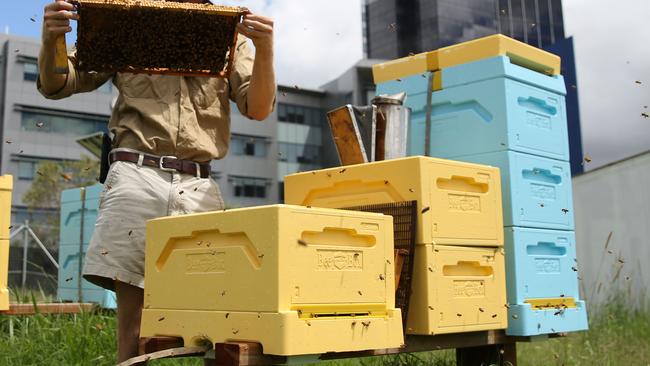 Taming the hive: Read these hints for looking after happy bees.