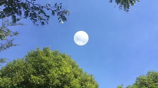 Drone trapping technique used to attract bees