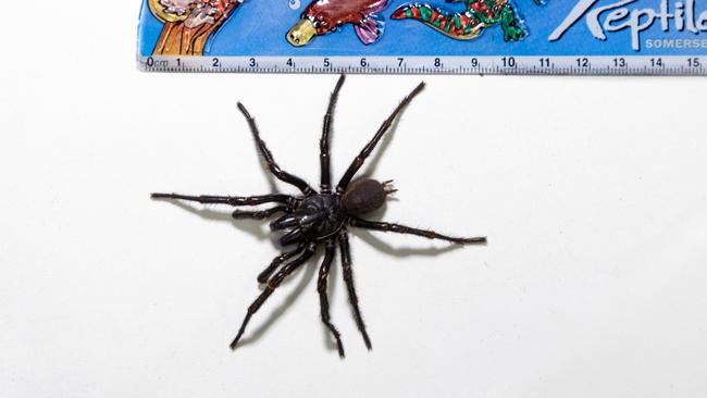 Hemsworth is the biggest funnel-web ever recorded by the Reptile Park. PICTURE: Supplied