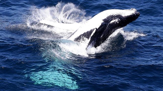 Giant fish-farms in Port Stephens sea could threaten nature and marine ...