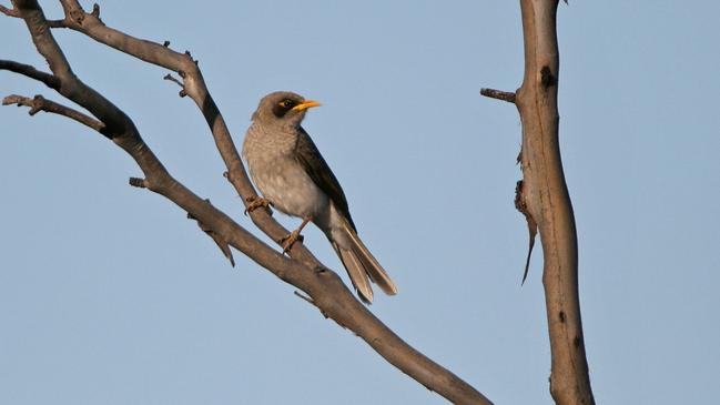 The black-eared miner is critically endangered, and they have been recorded in the area close to where the interconnector would be built. Picture: Dean Ingwersen