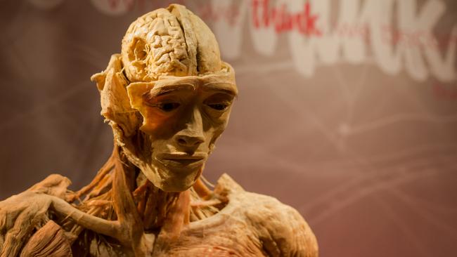 ‘Real Bodies: The Exhibition’ explores life by displaying real, perfectly preserved human bodies and over 200 anatomical specimens.