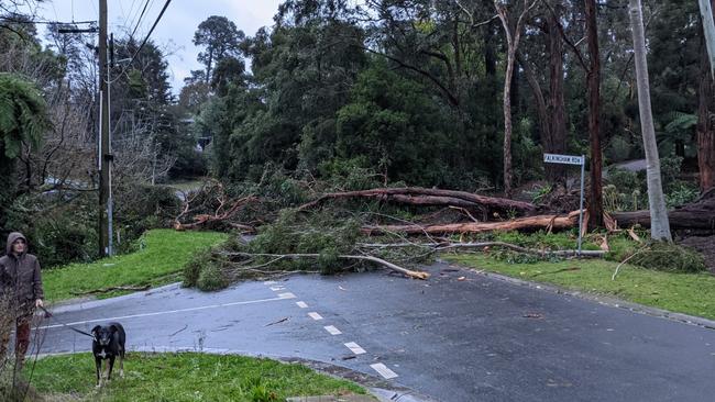 Neighbours in Mt Evelyn dealing with trees across streets and on homes. Picture: Natalie Roadnight