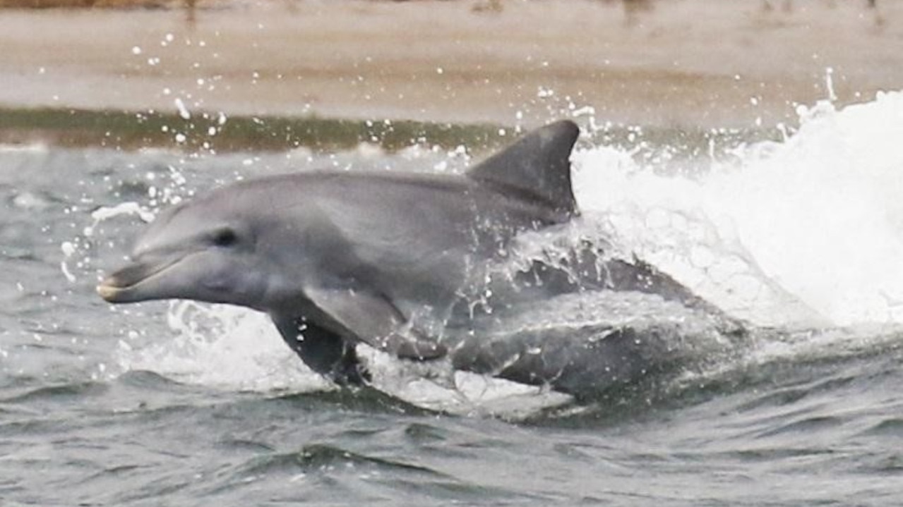 Protect our Dolphins: Environment Minister agrees to meet | The Advertiser