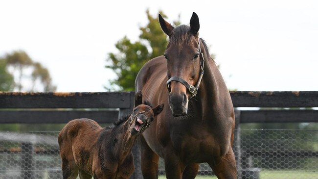 Winx with her foal pictured in October, 2022.