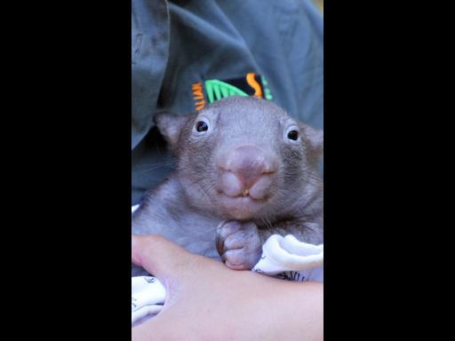 Adorable orphaned baby wombat is being hand-raised at Aussie zoo