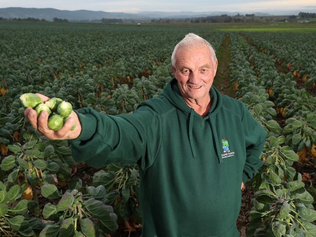 Bruce Adams, with Brussel sprouts, Adams Farms, Coldstream,   Picture Yuri Kouzmin