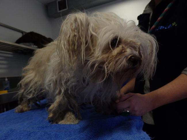 A dog found at one of the Longwood properties. Picture: RSPCA