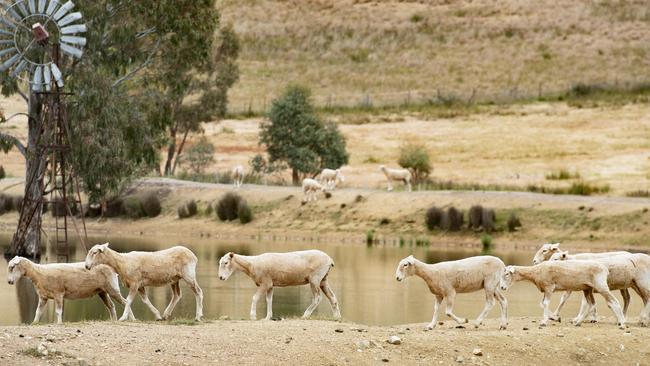 The sheep market continued to recover from a 100-year-low flow. Picture: Zoe Phillips