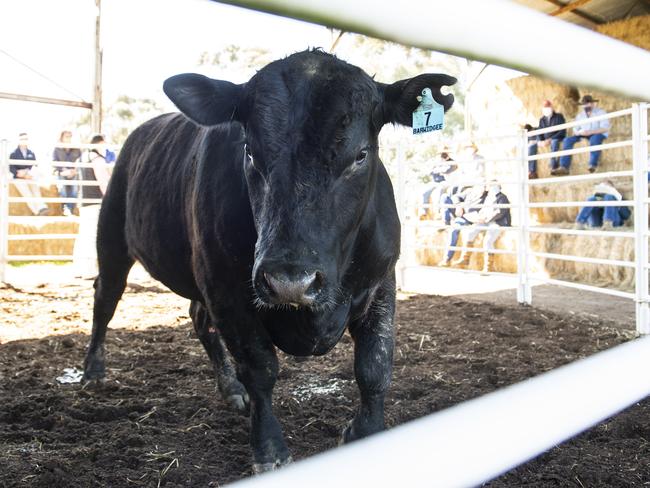Barwidgee Angus bull sold at their sale last year. This year Barwidgee achieved a stud record top price of $25,000 and an average of $10,549. Picture: Zoe Phillips