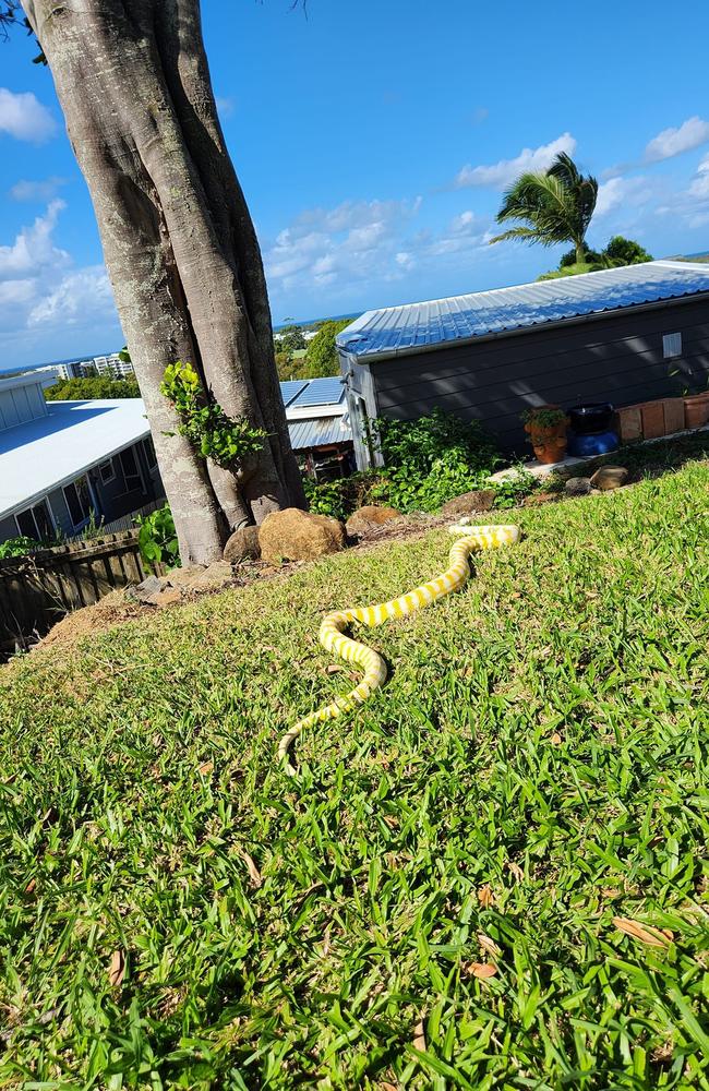 The rebellious reptile has a habit of escaping. Picture: Facebook/Supplied